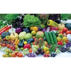 FAZENDA ITUAU - TERRA DE GIGANTES - 1º ANO DO FUNDAMENTAL I - 13-04-2026 - PIO XII